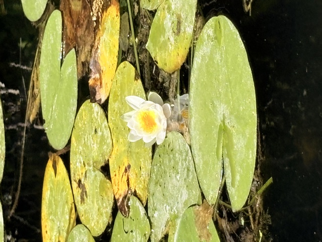 Nénuphar en fleur parmi les feuilles sur le canal