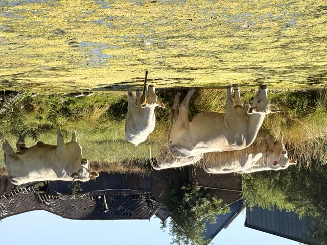 Vaches blanches s'abreuvant au bord de la Somme