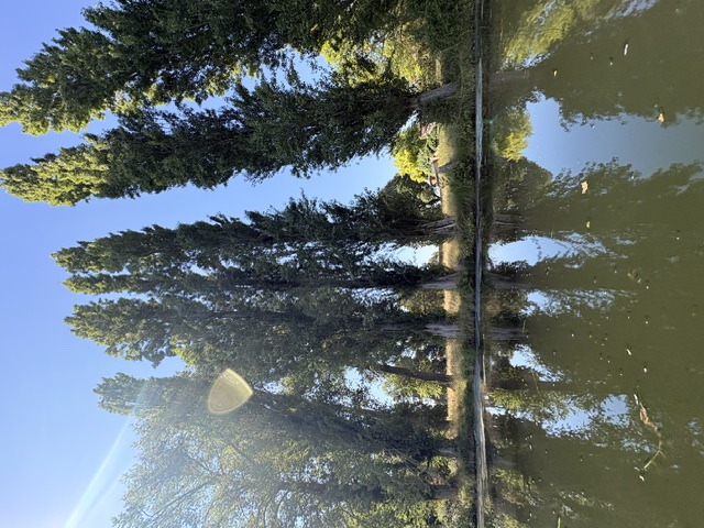 Peupliers se reflétant dans l'eau en plein soleil